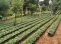 Calor extremo y baja humedad pone en riesgo cultivos en Guatemala