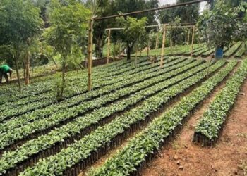 Calor extremo y baja humedad pone en riesgo cultivos en Guatemala