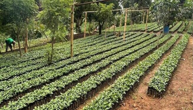 Calor extremo y baja humedad pone en riesgo cultivos en Guatemala