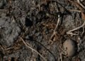 Sequía castiga a Centroamérica con millonarias pérdidas agrícolas, escasez de agua y presión energética