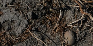 Sequía castiga a Centroamérica con millonarias pérdidas agrícolas, escasez de agua y presión energética
