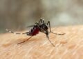 Los casos de dengue aumentan 30 % en Costa Rica