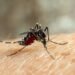 Los casos de dengue aumentan 30 % en Costa Rica