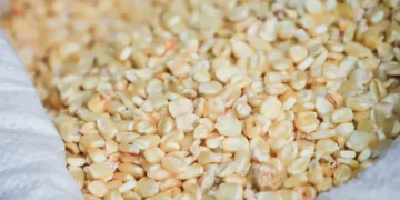 Agricultores reportan pérdida generalizada de la cosecha de maíz en Guatemala, Honduras y El Salvador por la sequía