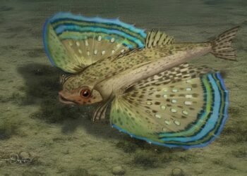 Descubren en Panamá una nueva especie de pez fósil