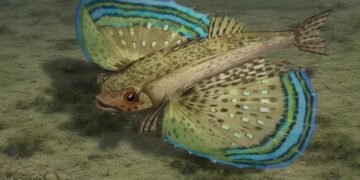 Descubren en Panamá una nueva especie de pez fósil