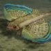 Descubren en Panamá una nueva especie de pez fósil