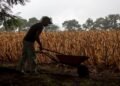 La sequía deja pérdidas agrícolas en 236,447 familias guatemaltecas