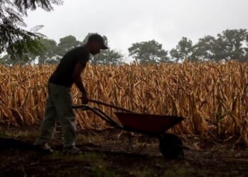 La sequía deja pérdidas agrícolas en 236,447 familias guatemaltecas