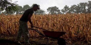 La sequía deja pérdidas agrícolas en 236,447 familias guatemaltecas