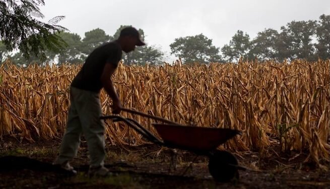 La sequía deja pérdidas agrícolas en 236,447 familias guatemaltecas