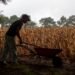 La sequía deja pérdidas agrícolas en 236,447 familias guatemaltecas