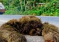 Asamblea aprueba que nuevas estructuras deberán construir pasos de fauna para reducir muertes de animales silvestre en Costa Rica