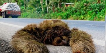 Asamblea aprueba que nuevas estructuras deberán construir pasos de fauna para reducir muertes de animales silvestre en Costa Rica