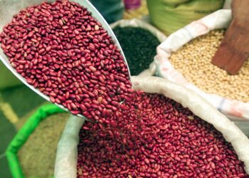En Honduras, el precio del frijol subiría casi un 8% por la sequía que afecta la nueva cosecha