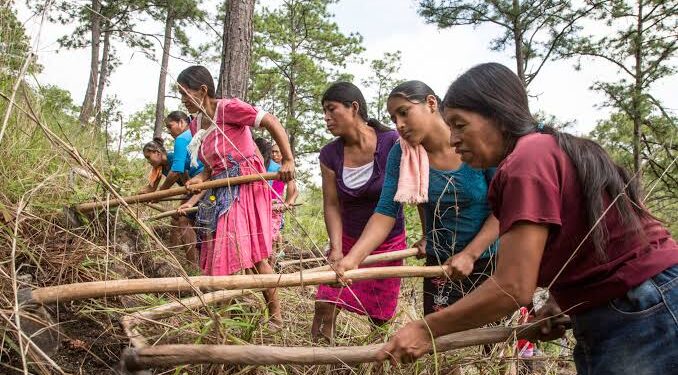 Guatemala suma 700,000 personas en inseguridad alimentaria en tres meses y ya afecta al 17% del país