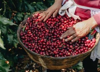 Sequía amenaza el café de El Salvador: cosecha caería 7.5 % y perdería 44,000 sacos