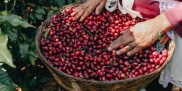 Sequía amenaza el café de El Salvador: cosecha caería 7.5 % y perdería 44,000 sacos