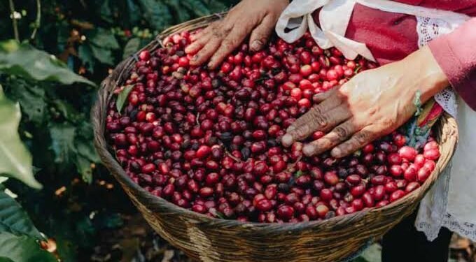 Sequía amenaza el café de El Salvador: cosecha caería 7.5 % y perdería 44,000 sacos