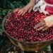 Sequía amenaza el café de El Salvador: cosecha caería 7.5 % y perdería 44,000 sacos