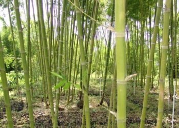 Misión Técnica de Taiwán impulsa cultivo de bambú en Guatemala en suelos degradados