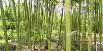Misión Técnica de Taiwán impulsa cultivo de bambú en Guatemala en suelos degradados