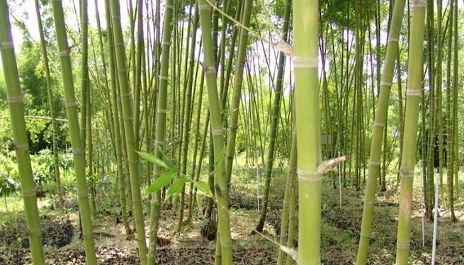 Misión Técnica de Taiwán impulsa cultivo de bambú en Guatemala en suelos degradados