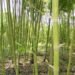 Misión Técnica de Taiwán impulsa cultivo de bambú en Guatemala en suelos degradados