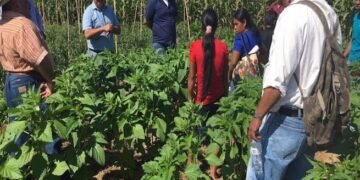 Banco de Guatemala advierte efectos de El Niño sobre proyección de crecimiento e inflación