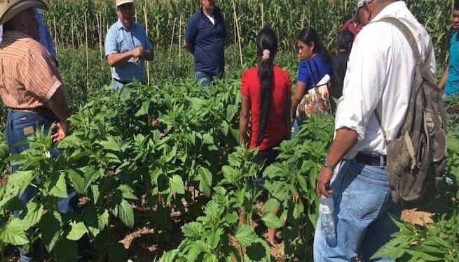 Banco de Guatemala advierte efectos de El Niño sobre proyección de crecimiento e inflación