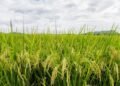 El arroz domina la producción de granos básicos en Costa Rica