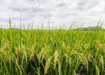 El arroz domina la producción de granos básicos en Costa Rica