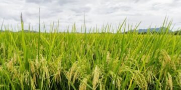El arroz domina la producción de granos básicos en Costa Rica