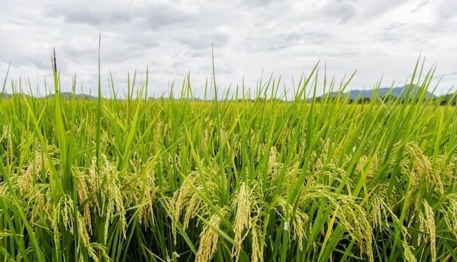 El arroz domina la producción de granos básicos en Costa Rica