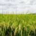 El arroz domina la producción de granos básicos en Costa Rica