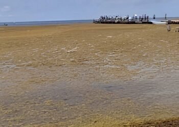 Honduras alerta por llegada de sargazo a sus costas del Caribe