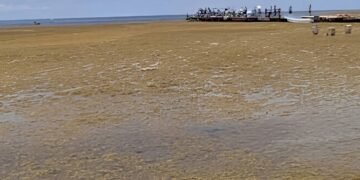 Honduras alerta por llegada de sargazo a sus costas del Caribe