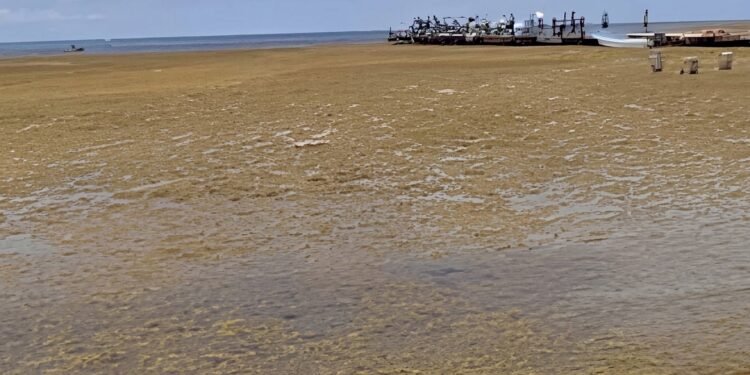 Honduras alerta por llegada de sargazo a sus costas del Caribe