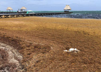 Sargazo amenaza playas y turismo costero de Belice
