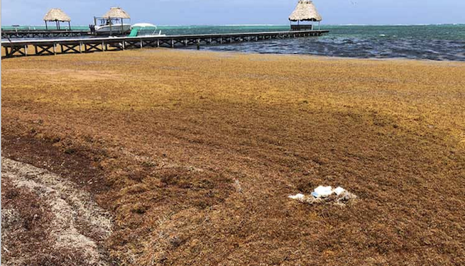 Sargazo amenaza playas y turismo costero de Belice