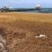 Sargazo amenaza playas y turismo costero de Belice