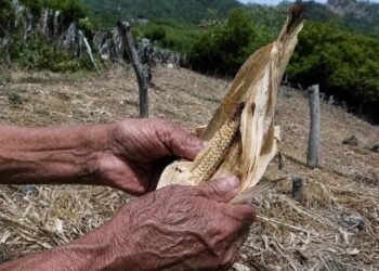 Sequía amenaza seguridad alimentaria de siete millones en Centroamérica, advierte organización