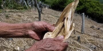 Sequía amenaza seguridad alimentaria de siete millones en Centroamérica, advierte organización