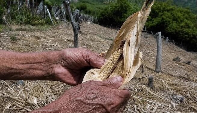 Sequía amenaza seguridad alimentaria de siete millones en Centroamérica, advierte organización