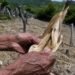 Sequía amenaza seguridad alimentaria de siete millones en Centroamérica, advierte organización