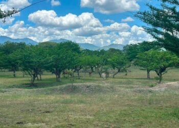 El calor y la falta de lluvias amenazan agro y el ganado en 106 municipios guatemaltecos
