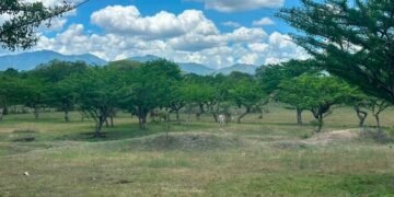 El calor y la falta de lluvias amenazan agro y el ganado en 106 municipios guatemaltecos
