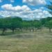 El calor y la falta de lluvias amenazan agro y el ganado en 106 municipios guatemaltecos
