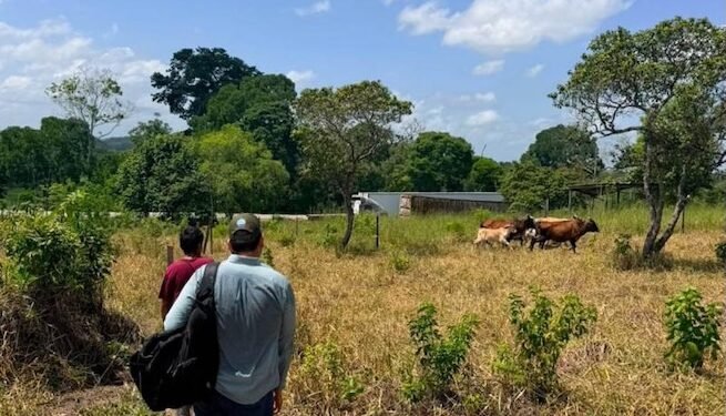 Guatemala monitorea cultivos en 123 municipios por temperaturas superiores a 35 grados