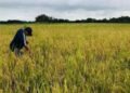 Producción de arroz y cebollas caerá hasta un 20 % por las pérdidas registradas por la sequía en Panamá